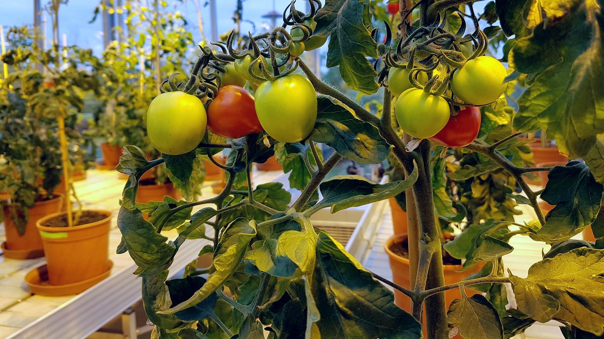 Tomatenforschung
