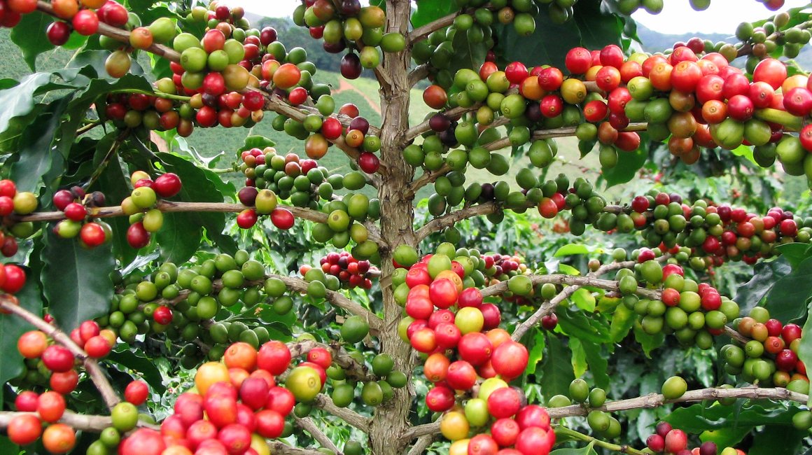 Foto von Kaffeefrüchten