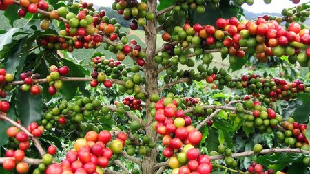 Foto von Kaffeefrüchten