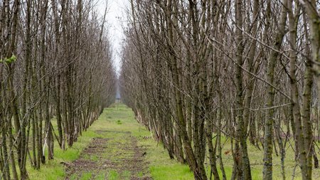 Foto des Agroforst in Lausitz