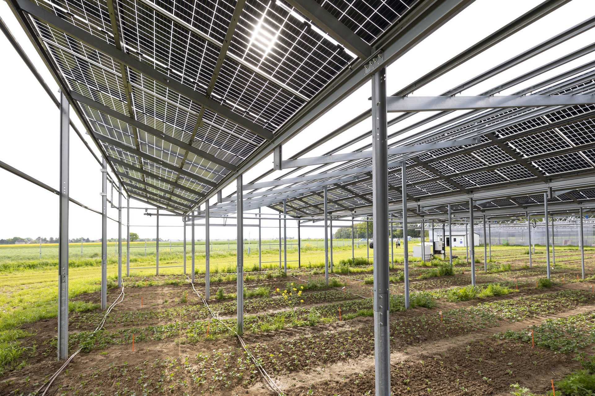 Keimlinge unter einer sonnenbeschienenen Agri-PV-Anlage.
