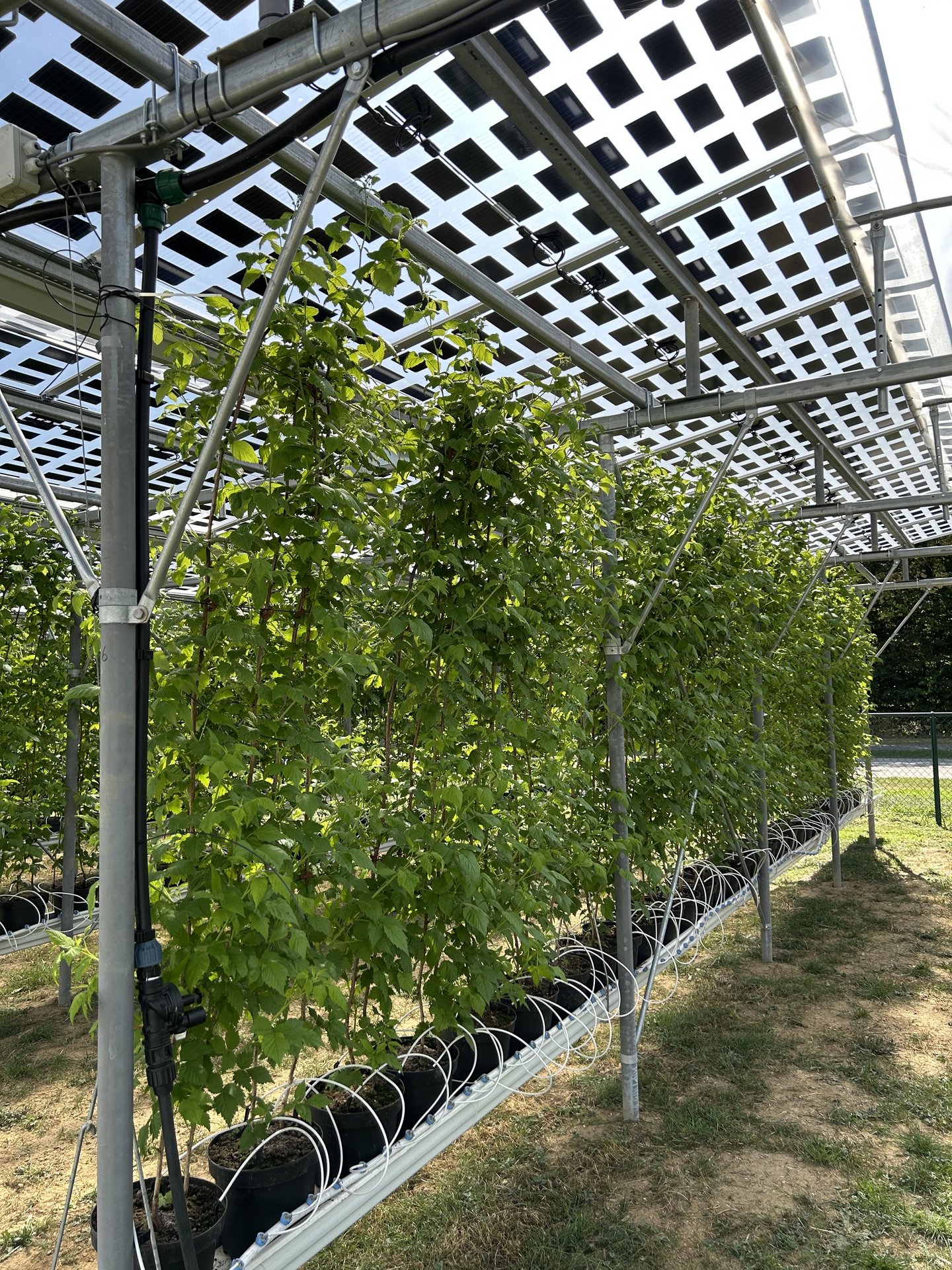 Pflanzen aufgereiht unter einer Agri-PV-Anlage.