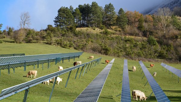 Weide mit Solarpaneelen, auf der Kühe grasen.