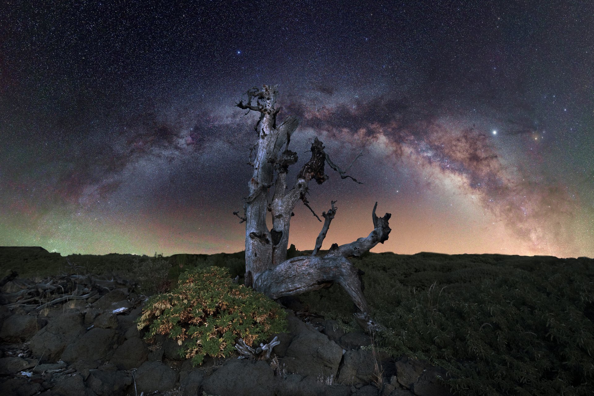 Im Vordergrund ist ein karger Baum, über ihm am Nachthimmel spannt sich ein bogenförmiger Sternnebel.