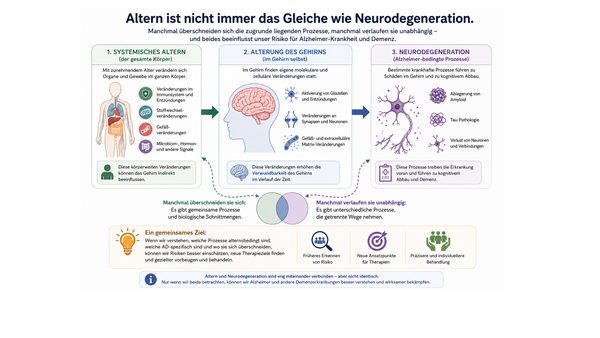 Schaubild zu Gemeinsamkeiten und Unterschieden von Altern und Neurodegeneration.